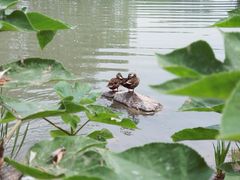 动物-泰安地下龙宫景区