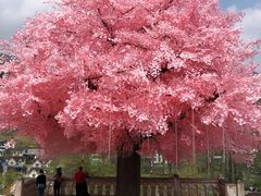 -四川省成都市彭州市白鹿镇