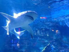 -烟台海昌鲸鲨海洋公园
