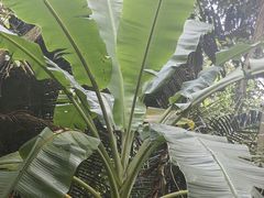 -呀诺达热带雨林