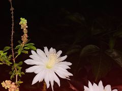 -南屏观音庙
