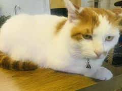 -平行世界·猫咖(首经贸店)