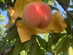 -南汇水蜜桃采摘(大团店)