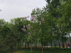 -仁和公园(顺义区)