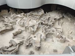 -自贡恐龙博物馆