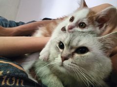 -BABIT巴比特宠物(MOMOPARK店)