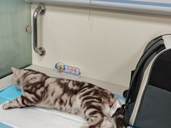 -小伙伴宠物医院•急重症转诊中心·老年专科·犬猫全科(北大街总院)