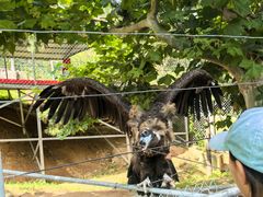 -西霞口神雕山野生动物世界