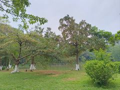 -番禺大夫山森林公园