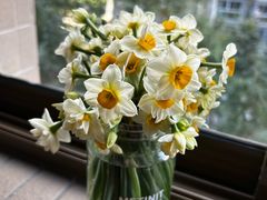 -溪岸路花鸟市场