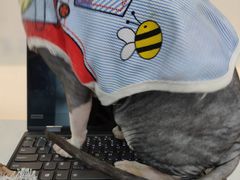 -糯米喵星人·撸猫猫舍咖啡馆(西市场嘉华店)