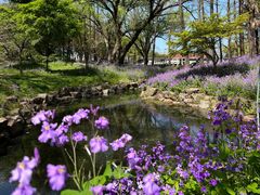 -上海共青森林公园