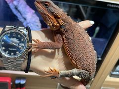 -酷以爬仙阁实体爬宠店·守宫·蜥蜴·专业繁育