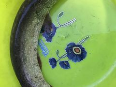 -新疆风味冷水鱼庄(友谊峰路店)