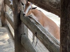 -费瑟代尔野生动物园