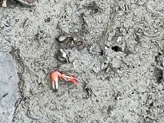 -北海金海湾红树林生态旅游区