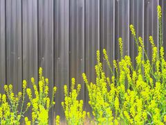 -桤木河湿地公园