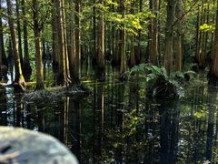 -桤木河湿地公园