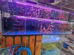 -双季花艺园艺市场(浦东店)
