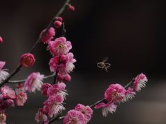 -慧因高丽寺