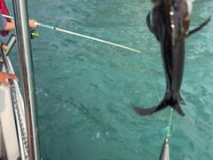 -小猫钓鱼海钓俱乐部(椰梦长廊店)