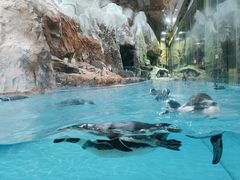 -帝企鹅自助餐厅•儿童岛•真企鹅(长隆企鹅酒店)