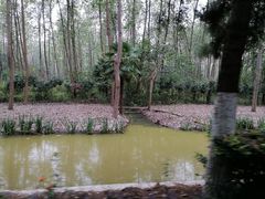 -合肥滨湖国家森林公园