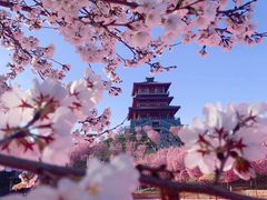 -古柏渡丰乐樱花园