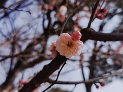 -无锡梅园公园