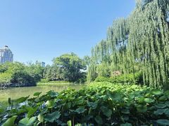 -酒仙湖景区