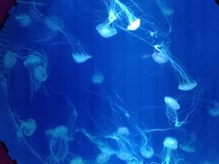 -海合安武汉极地海洋公园