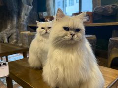 -猫猫幼稚园·撸猫·桌游·电玩