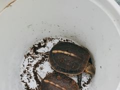 -佩兹宠物医院肿瘤专科·眼科·牙科(黄浦店)