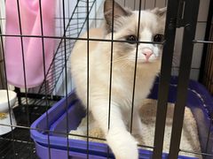 -lincat·猫舍(广州店)