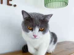 -Catmate·猫肥家润(金润铂宫店)