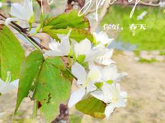 -中国科学院华南植物园
