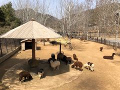 -大连森林动物园