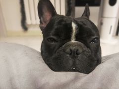 -趣玩宠物乐园寄养训犬训狗游泳池