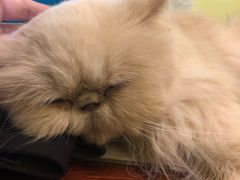 -猫色咖啡·猫咖