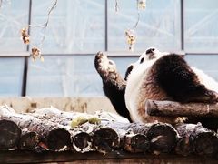 -北京动物园熊猫馆