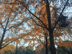 -泰州凤城河风景区-泰山公园