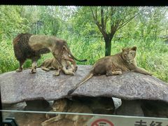 -北京野生动物园