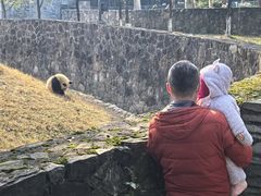 -都江堰中华大熊猫苑