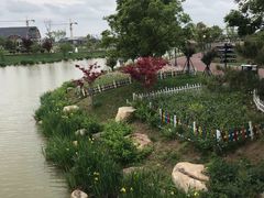 -荷兰花海