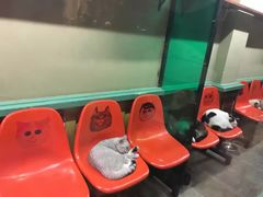 -猫咪博物馆(顶澳仔猫街店)