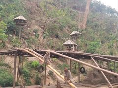 -西双版纳原始森林公园