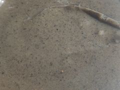 -芝麻糊世家(西华店)