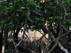 -宝安西湾红树林湿地公园