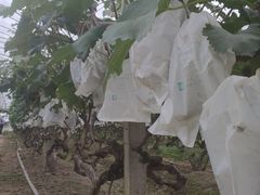 -马陆小张葡萄园农家乐