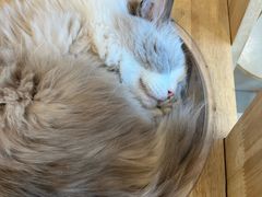 -有喵·猫咖·狗咖·30几只猫10只小狗(岗厦店)